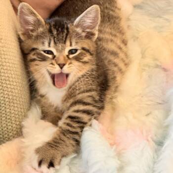 Morel (bonded with Shiitake) -  Domestic Short Hair Cat for Adoption in Wilsonville, Oregon - Morel (bonded With Shiitake) | PetCurious