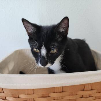 Annie -  Domestic Short Hair Cat for Adoption in Williston, Florida - Annie | PetCurious