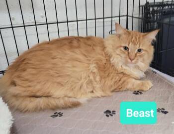 Rescue Domestic Long Hair Cats for Adoption in Richmond, Indiana - Beast | PetCurious