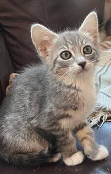 Gobi -  Tabby Cat for Adoption in San Juan Capistrano, California - Gobi | PetCurious