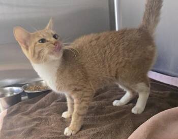 Jill -  Domestic Short Hair Cat for Adoption in Dickson, Tennessee - Jill | PetCurious