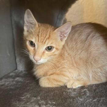 Lando -  Domestic Short Hair Cat for Adoption in San Tan Valley, Arizona - Lando | PetCurious