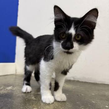 Weiss -  Domestic Medium Hair Cat for Adoption in Los Angeles, California - Weiss | PetCurious