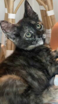 Rescue Domestic Short Hair and Tortoiseshell Cats for Adoption in Campbell, California - Caramel | PetCurious