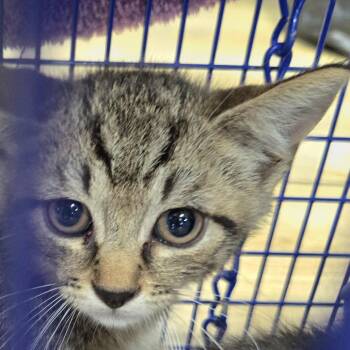 Sparkler -  Domestic Short Hair Cat for Adoption in Newark, New Jersey - Sparkler | PetCurious