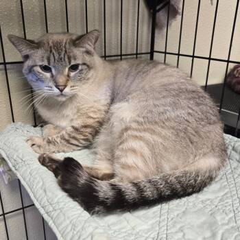 Bubbles -  Siamese Cat for Adoption in Pennsville Township, New Jersey - Bubbles | PetCurious