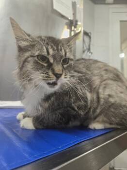 Domestic Medium Hair Cats Available for Adoption - SUGAR | PetCurious