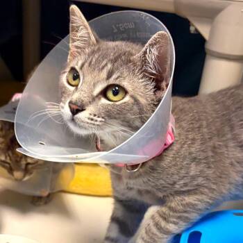 Dixie -  Domestic Short Hair Cat for Adoption in Woodinville, Washington - Dixie | PetCurious