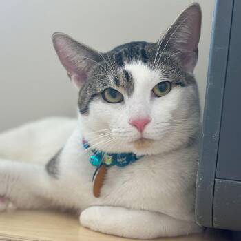 Domestic Short Hair Cats Available for Adoption - Stacks | PetCurious