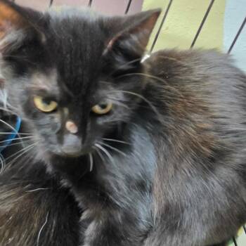 Stanwood -  American Shorthair Cat for Adoption in Melrose, Florida - Stanwood | PetCurious