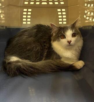 Fortune -  Domestic Long Hair and Domestic Short Hair Cat for Adoption in Cincinnati, Ohio - Fortune | PetCurious