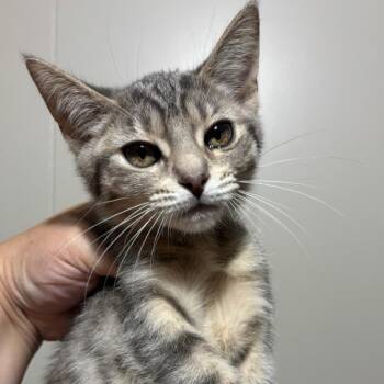 Sour Patch -  Domestic Short Hair Cat for Adoption in Dekalb, Illinois - Sour Patch | PetCurious