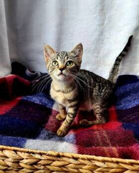 Rescue Domestic Short Hair Cats for Adoption in Georgetown, Ohio - Eugene | PetCurious