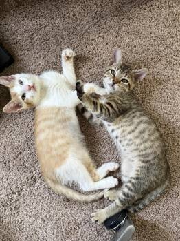 Domestic Short Hair Cats Available for Adoption in Orlando, Florida - Priscilla | PetCurious