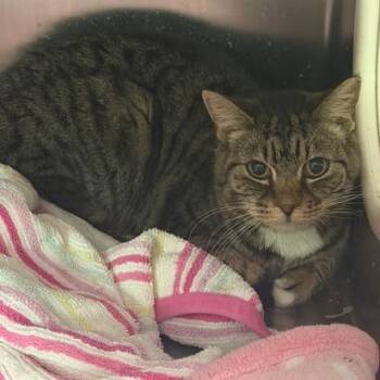 Aricelli -  Domestic Short Hair Cat for Adoption in Cumming, Georgia - Aricelli | PetCurious