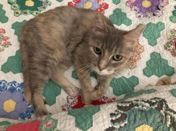 Rescue Domestic Short Hair Cats for Adoption in Salt Lake City, Utah - Miss Puff | PetCurious