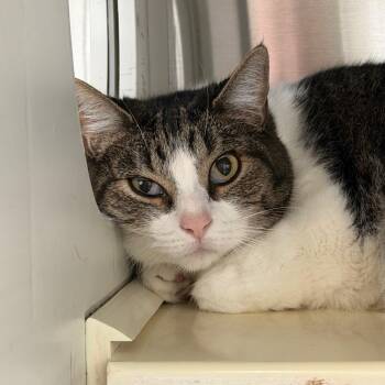 Lily -  Domestic Short Hair Cat for Adoption in Denver, Colorado - Lily | PetCurious