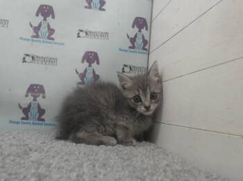 Domestic Short Hair Cats Available for Adoption in Orlando, Florida - ROSE | PetCurious