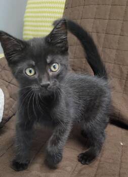 Domestic Short Hair Cats Available for Adoption in Sandusky, Ohio - Maverick | PetCurious