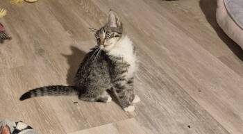Carmen -  Domestic Short Hair Cat for Adoption in South Bend, Indiana - Carmen | PetCurious