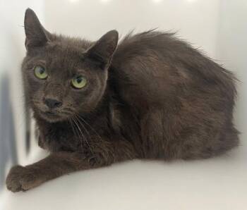 Twizzler -  Domestic Short Hair Cat for Adoption - Twizzler | PetCurious