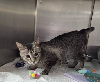 Bobbi Jo -  Domestic Short Hair Cat Available for Adoption in Carsonville, Michigan - Bobbi Jo | PetCurious