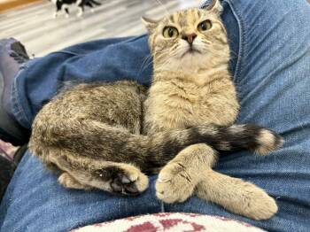 Rescue Domestic Short Hair Cats for Adoption in West Lafayette, Indiana - Beak | PetCurious