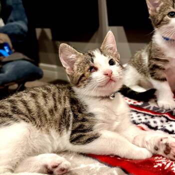 Rescue Domestic Short Hair Cats for Adoption in North Port, Florida - Sappo | PetCurious