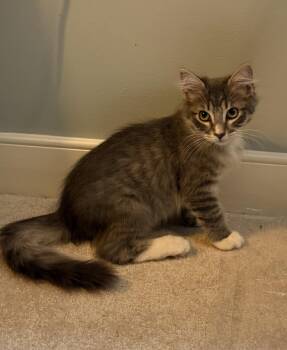 Bulldozer -  Domestic Long Hair Cat for Adoption in Richmond, Virginia - Bulldozer | PetCurious