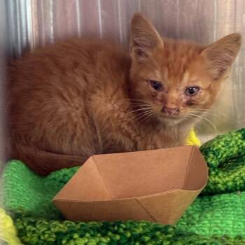 Sherman -  Domestic Short Hair Cat for Adoption in Dearborn, Michigan - Sherman | PetCurious