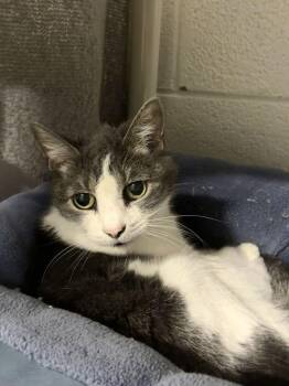 Sweetie -  Domestic Short Hair Cat for Adoption in Alexandria, Virginia - Sweetie | PetCurious