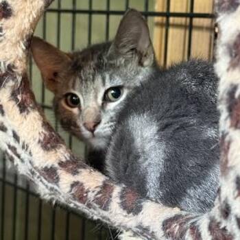 Rescue Domestic Short Hair Cats for Adoption in Sisseton, South Dakota - Meg - Coming Soon! | PetCurious