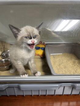 Daffodil -  Siamese Cat for Adoption in Diamond Springs, California - Daffodil | PetCurious