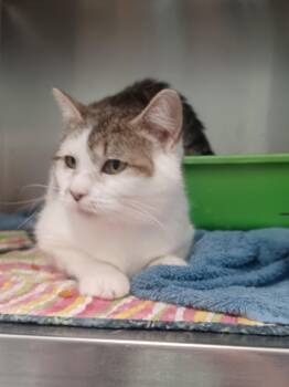 Rescue Domestic Short Hair Cats for Adoption in Berryville, Virginia - Jill | PetCurious