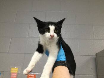 CAPPUCCINO -  Domestic Short Hair Cat for Adoption in Thousand Palms, California - CAPPUCCINO | PetCurious