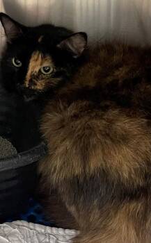 Lucille Ball -  Snowshoe and Domestic Long Hair Cat for Adoption in Jackson, Louisiana - Lucille Ball | PetCurious