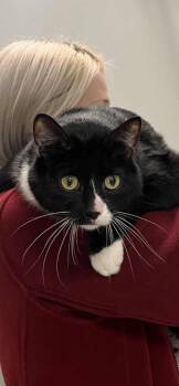 Tuxedo Cats Available for Adoption - Fred | PetCurious
