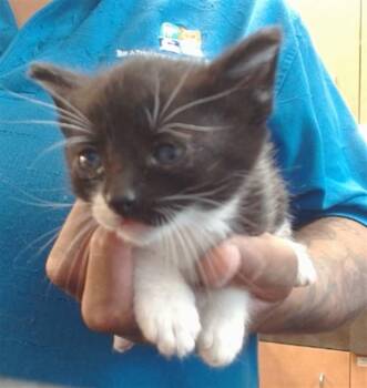 TOOTIE -  Domestic Short Hair Cat for Adoption in Sacramento, California - TOOTIE | PetCurious