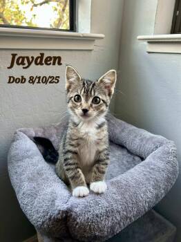 Rescue Domestic Short Hair Cats for Adoption in Clayton, California - Jayden | PetCurious