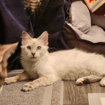 Domestic Medium Hair Cats Available for Adoption - Duchess | PetCurious