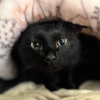 Luna -  Domestic Short Hair Cat for Adoption in Spokane, Washington - Luna | PetCurious