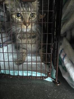 Domestic Short Hair Cats Available for Adoption - SPORTY SPICE | PetCurious