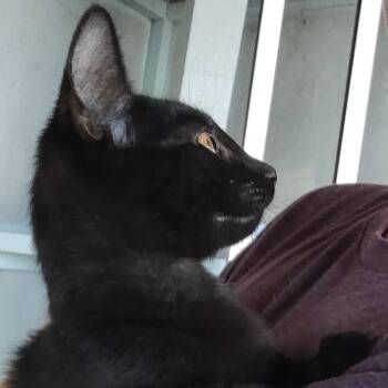 Rescue Domestic Short Hair Cats for Adoption in Driggs, Idaho - Brooks | PetCurious