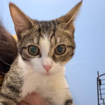 Thumbalina -  Domestic Short Hair Cat for Adoption - Thumbalina | PetCurious