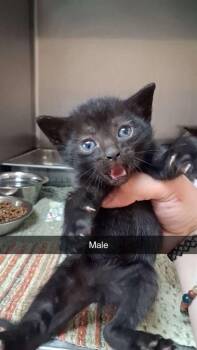 Domestic Short Hair Cats Available for Adoption in Burnsville, North Carolina - Keanu | PetCurious