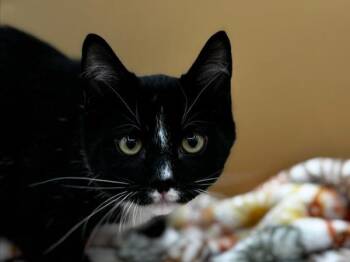 Jett -  Domestic Short Hair Cat for Adoption in Portland, Oregon - Jett | PetCurious