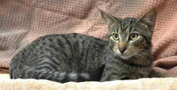 Domestic Short Hair Cats Available for Adoption in Thief River Falls, Minnesota - Marty | PetCurious