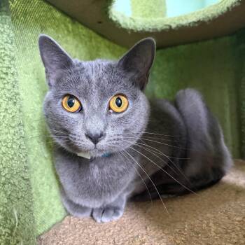 Domestic Short Hair Cats Available for Adoption - Ember | PetCurious