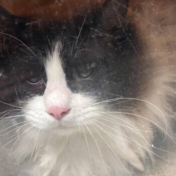 Domestic Short Hair and Siamese Cats Available for Adoption - Fancy | PetCurious