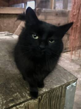 Rescue Domestic Medium Hair Cats for Adoption - Frank | PetCurious